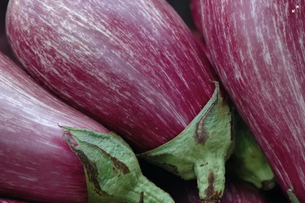 Aubergine